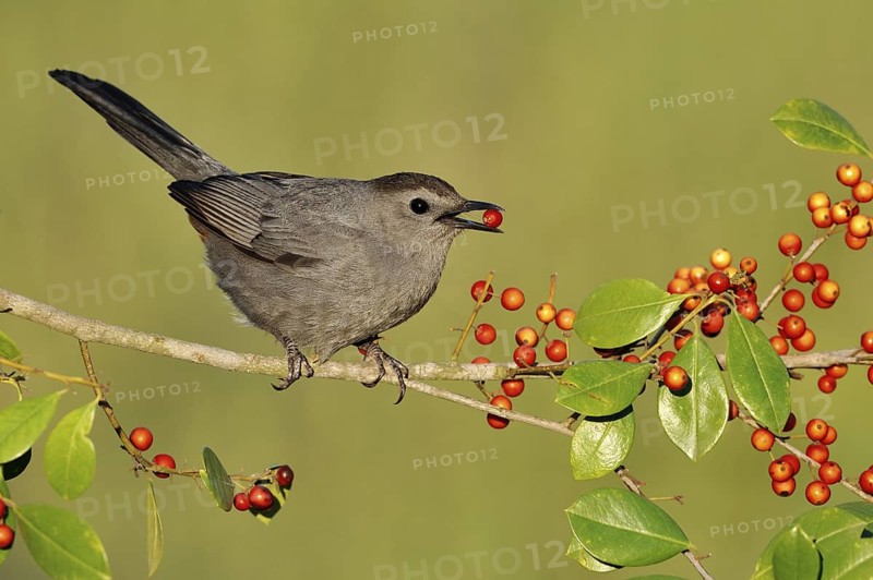 Grey Catbird (Dumetella carolinensis), Texas, USA