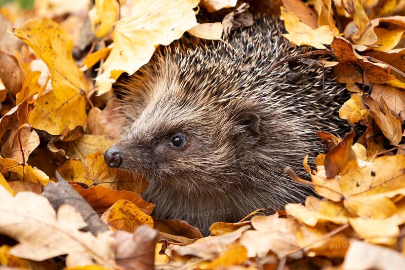 European hedgehog (Erinaceus europaeus) adult animal emerging from a pile of fallen autumn leaves during hibernation in a garden, England, United Kingdom