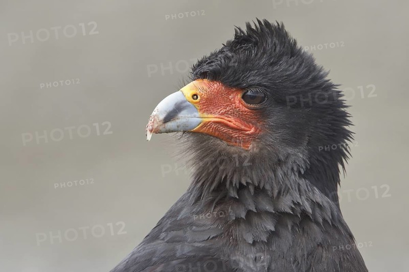 Mountain Caracara (Phalcoboenus megalopterus) perched on a rock in Bolivia, South America