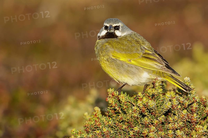 Black-throated Finch (Melanodera melanodera) perched on the ground in the Falkland Islands
