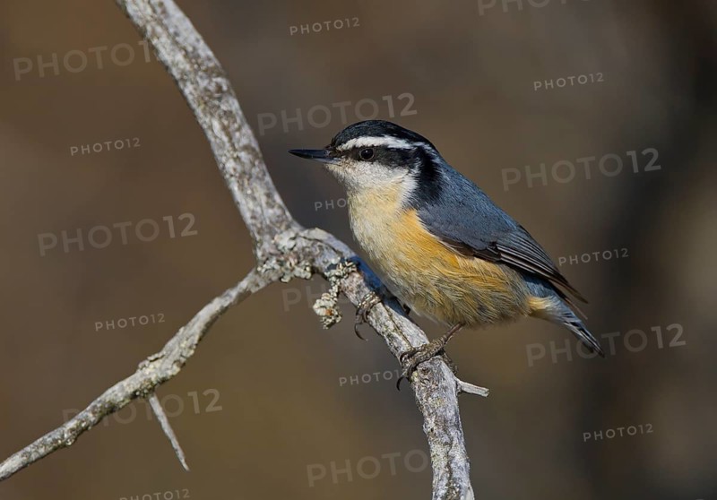 Red-breasted Nuthatch (Sitta canadensis) male, Michigan, USA