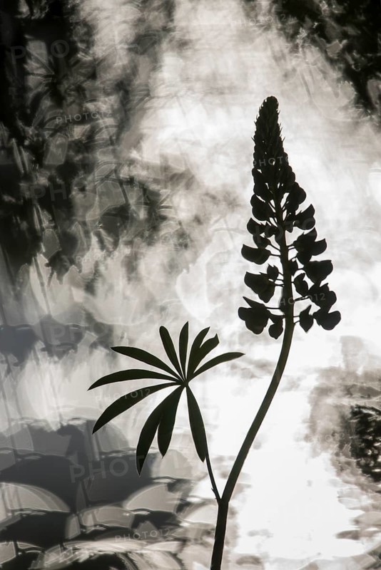 Lupine (Lupinus spec.) silhouette in backlight, Lower Saxony, Germany