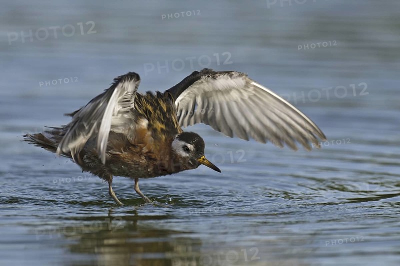 Red Phalarope (Phalaropus fulicarius), Arizona, USA