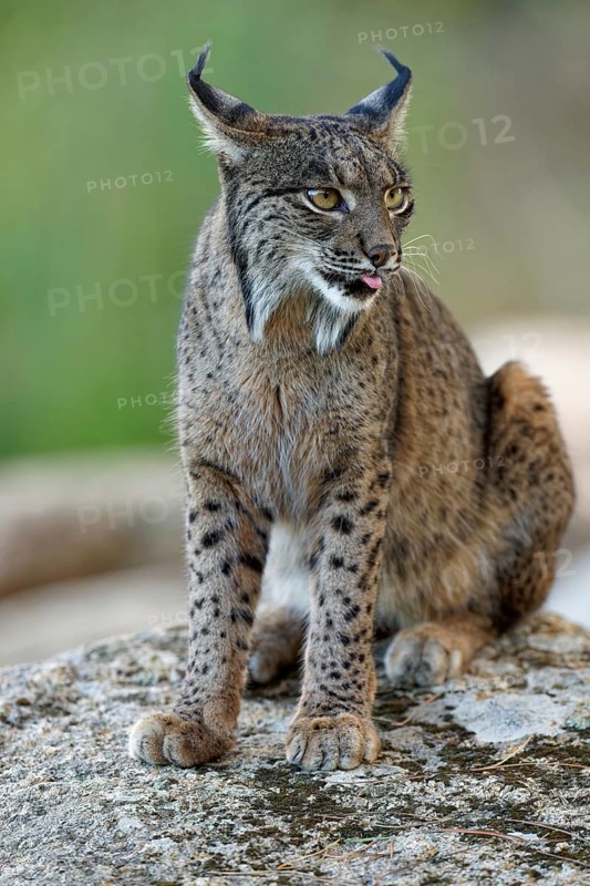 Lynx pardinus, portrait, showing the tongue, evening, forest, Andalusia Spain