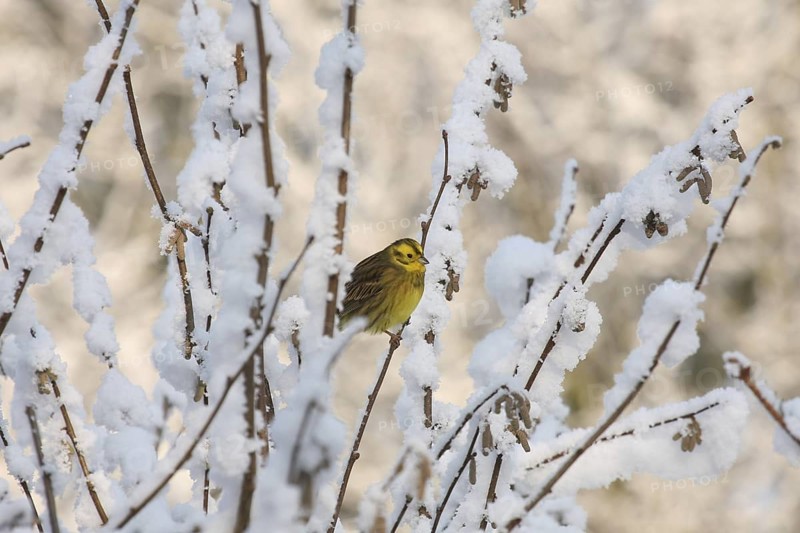 Yellowhammer (Emberiza citrinella), Lower Saxony, Germany