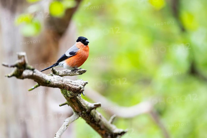 Bullfinch or bullfinch (Pyrrhula pyrrhula), male sitting on a branch, Inari, Lapland, Finland