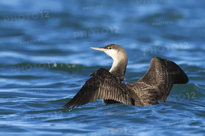 Red-throated Loon (Gavia stellata), Peniche, Portugal