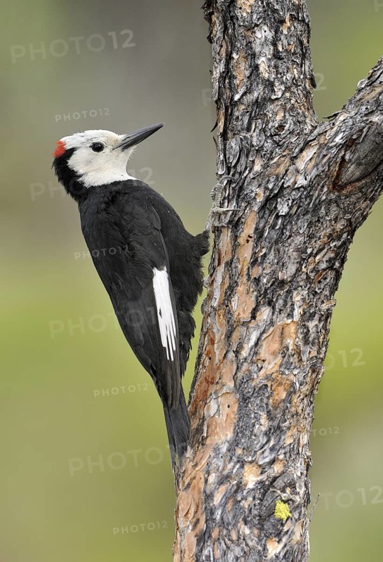 White-headed Woodpecker (Leuconotopicus albolarvatus), Oregon, USA