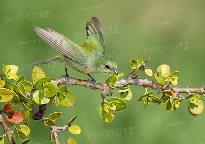 Painted Bunting (Passerina ciris) female on a branch, Texas, USA