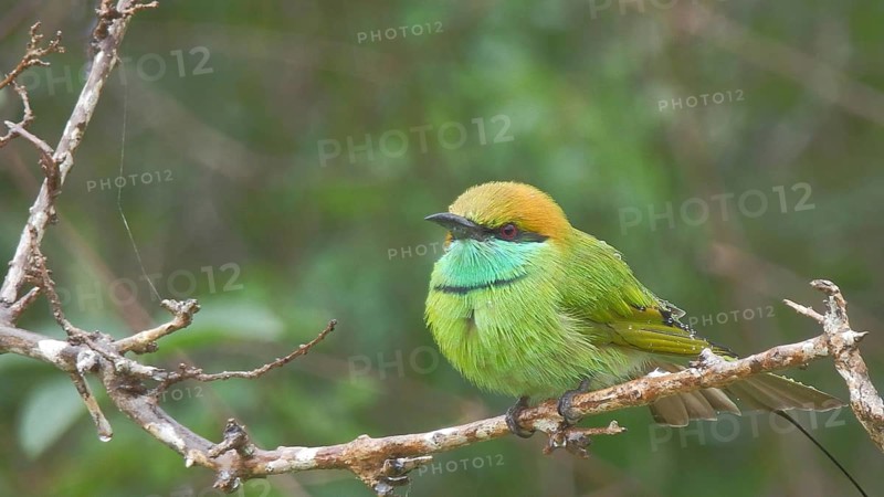 Small green bird, Asian bee-eater (merops orientalis) sitting on a branch in the forest, Sri Lanka