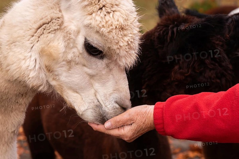 Cropped unrecognizable elderly woman tenderly feeds an alpaca in the peaceful Austrian countryside, showcasing a serene interaction between human and animal