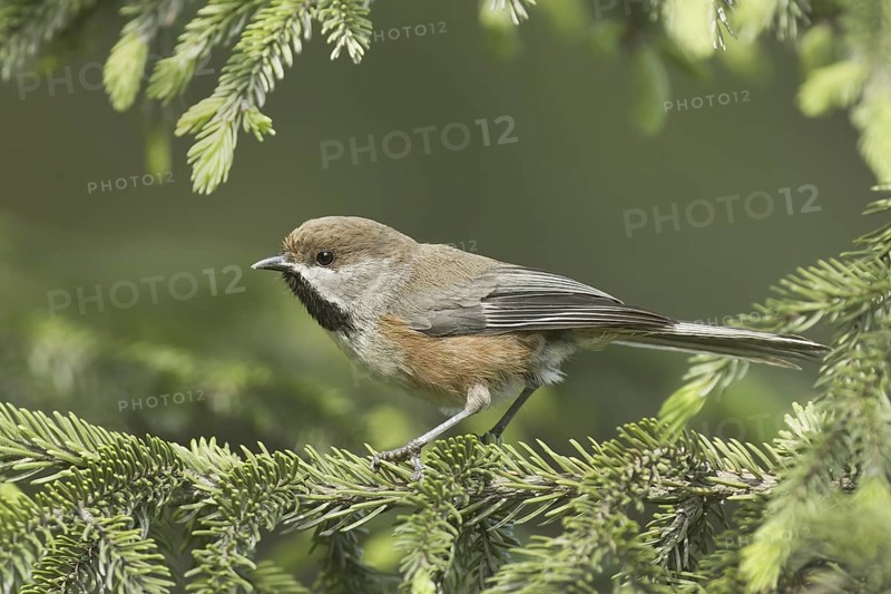 Boreal Chickadee (Poecile hudsonicus), Maine, USA