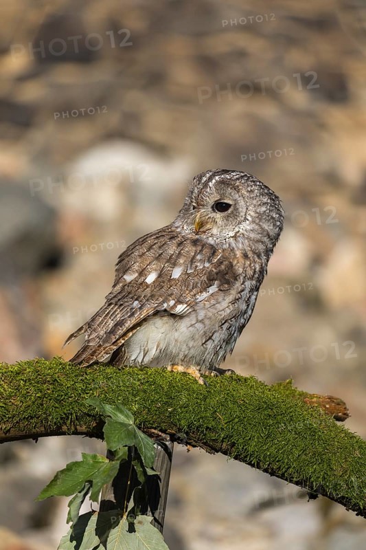 One tawny owl or brown owl (Strix aluco) sitting on a mossy branch
