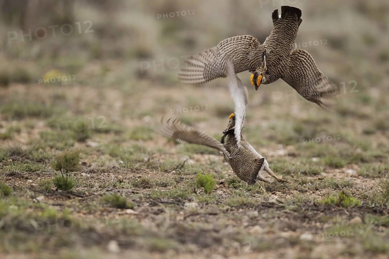 Lesser Prairie Chicken (Tympanuchus pallidicinctus) male, New Mexico, USA