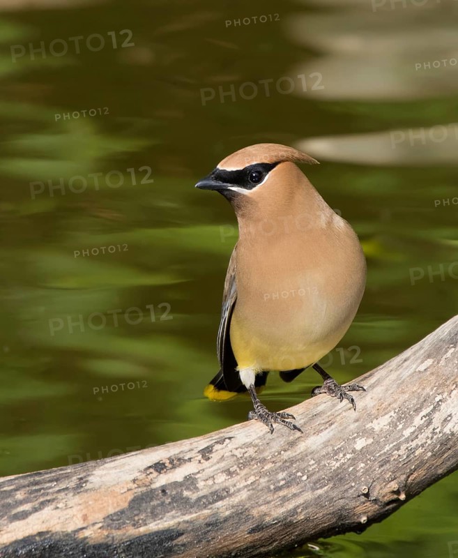 Cedar Waxwing, Bombycilla cedrorum, perched at a pond in Saskatoon, Saskatchewan, Canada