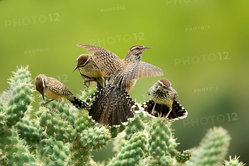 Cactus Wren Campylorhynchus brunneicapillus Tucson, Arizona, United States 8 June Adults and Immatures. Troglodytidae Arizona's State Bird