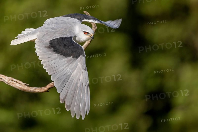 Sliding Kite (Elanus caeruleus), in flight, Extremadura, Spain