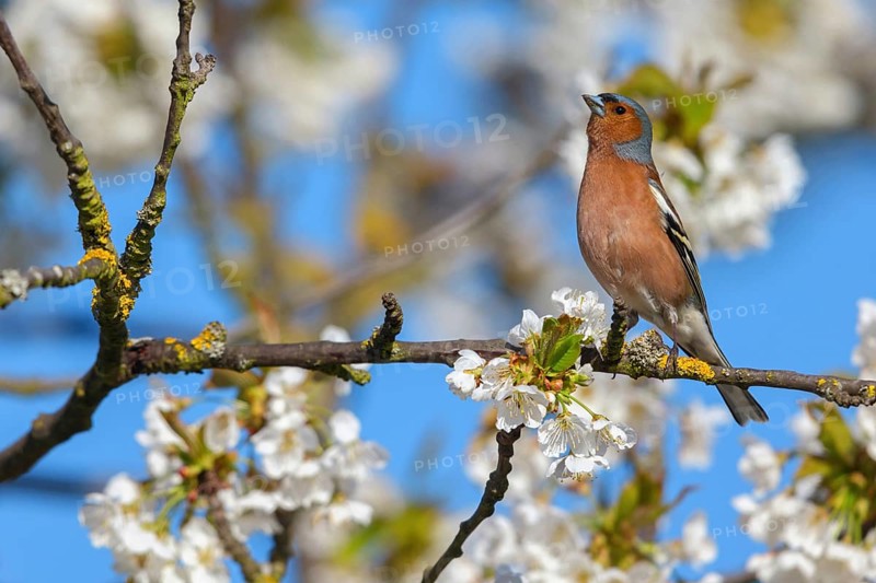 Common chaffinch (Fringilla coelebs), Bad D¸rkheim district, Wachenheim an der Weinstra?e, Rhineland-Palatinate, Germany