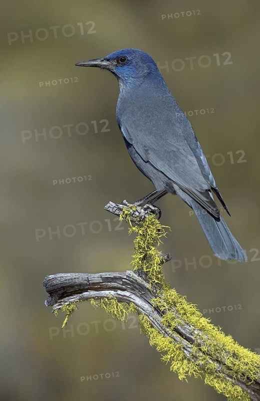 Pinyon Jay (Gymnorhinus cyanocephalus), Oregon, USA