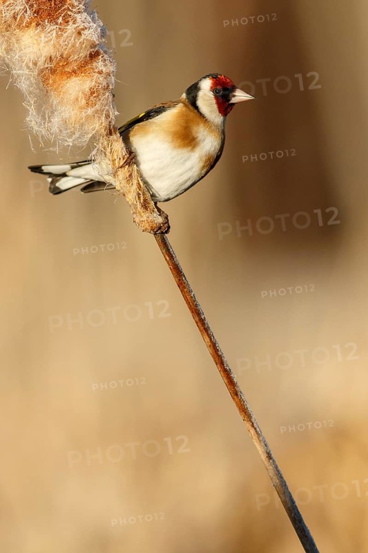 European Goldfinch (Carduelis carduelis), perched, Castile and Leon, Spain