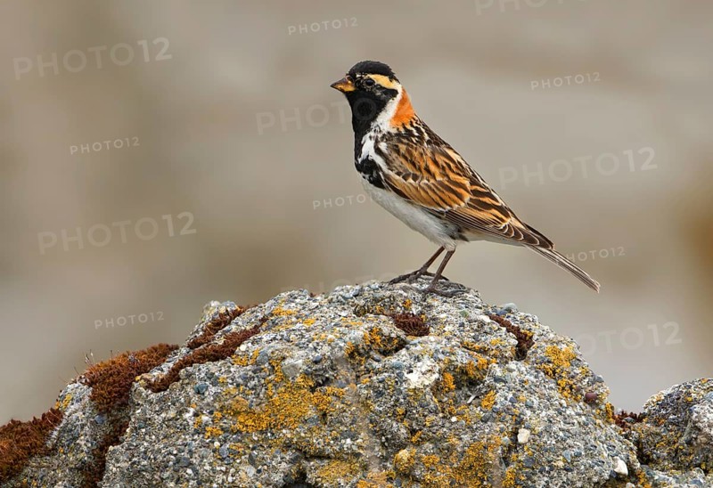 Lapland Longspur (Calcarius lapponicus) Vcitoria BC, Canada