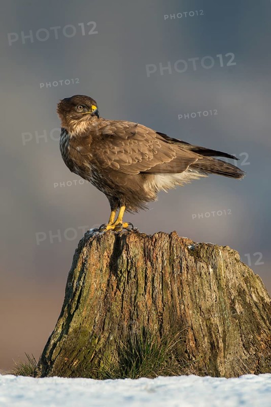 Common Buzzard (Buteo buteo), Mecklenburg-Western Pomerania, Germany