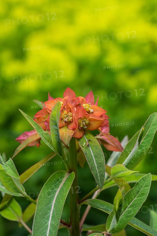 Himalayan spurge (Euphorbia griffithii), Emsland, Lower Saxony, Germany