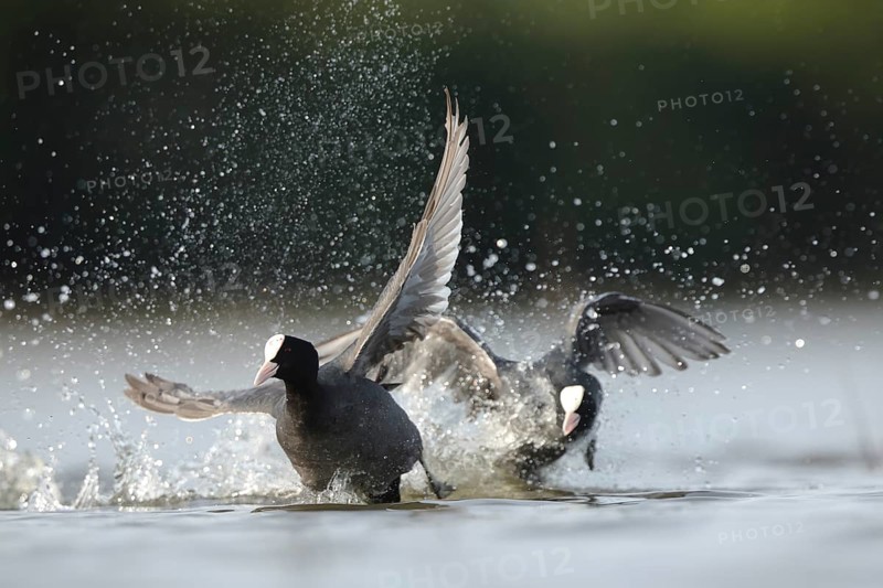 Two common coots fiercely battle on the waters of BeleÃ±a lagoon in Spain. Their wings are spread wide as water splashes around, showcasing the intensity of their encounter