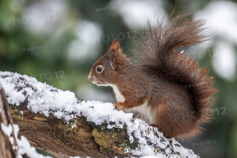 Squirrel (Sciurus vulgaris), Emsland, Lower Saxony, Germany