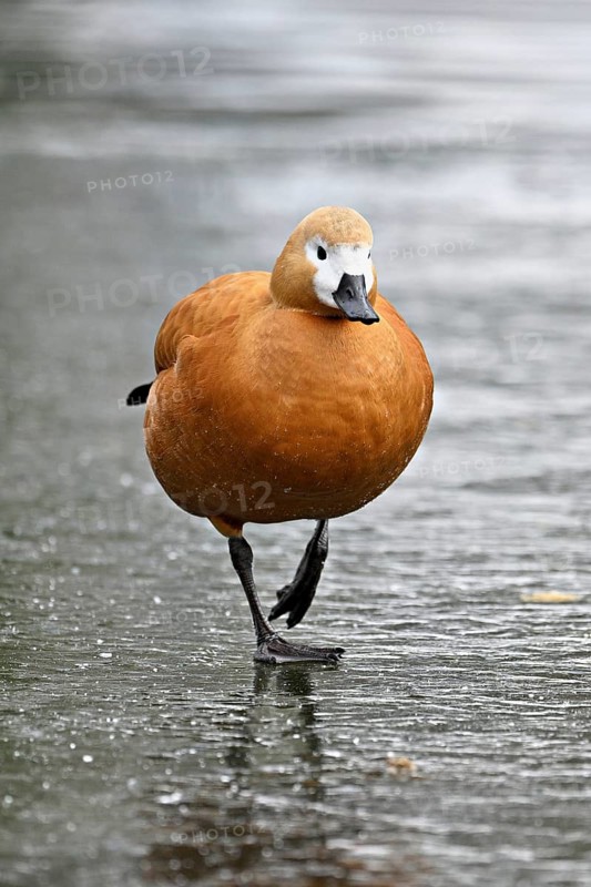 Ruddy shelduck (Tadorna ferruginea), standing on ice, Switzerland