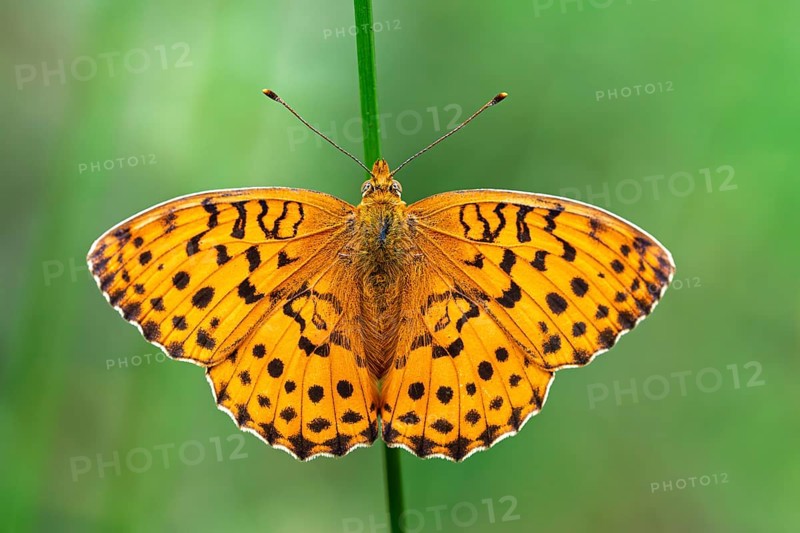 Blackberry Pearl-bordered Fritillary (Brenthis daphne), a butterfly of the Nymphalidae family, Close Up, Liederbach, Dillendorf, Rhineland-Palatinate, Germany