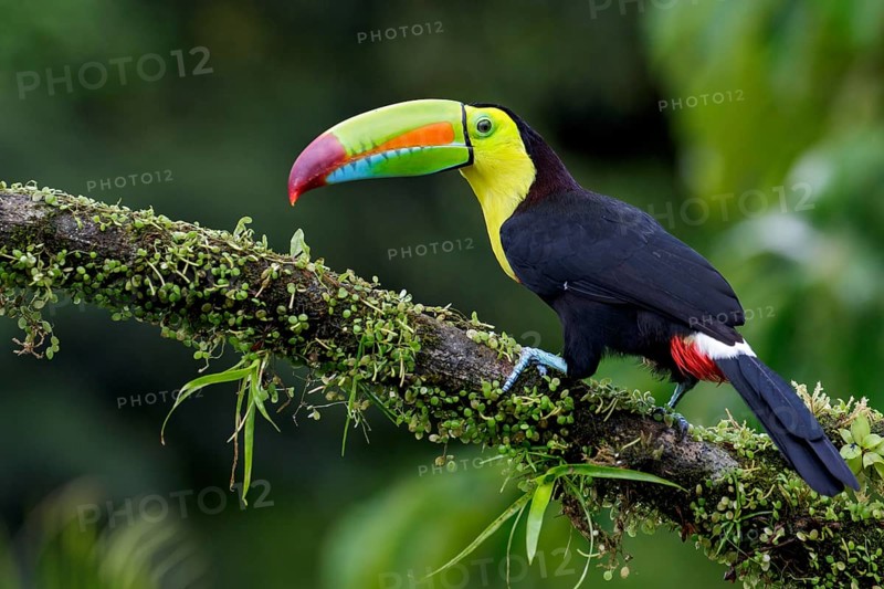 Keel-billed Toucan (Ramphastos sulfuratus) perched on a branch in Costa Rica