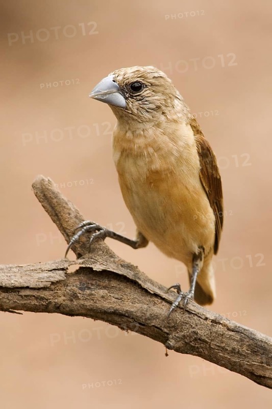 Yellow-rumped Mannikin (Lonchura flaviprymna), Western Australia, Australia
