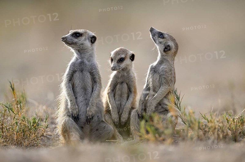 Meerkats or suricates (Suricata suricatta), Makgadikgadi Salt Pans, Makgadikgadi Pans National Park, Central District, Botswana