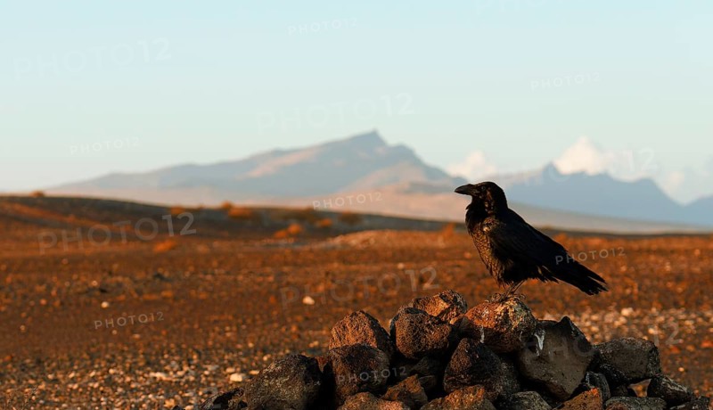 Raven (Corvus corax), semi-desert, Fuerteventura, Spain
