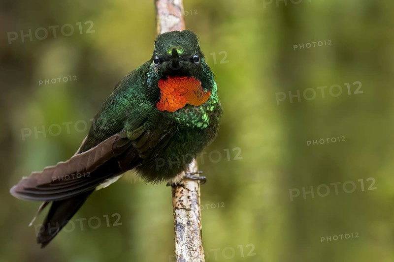 Flame-throated Sunangel (Heliangelus micraster) perched on a branch in southern Ecuador
