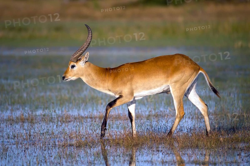 Red hartebeest, Africa, Botswana, (Kobus leche), Okovango Delta