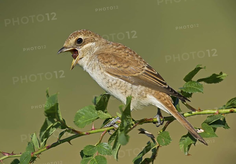 Red-backed Shrike (Lanius collurio) juvenile perched on a branch regurgitating pellet, Aosta Valley, Italy