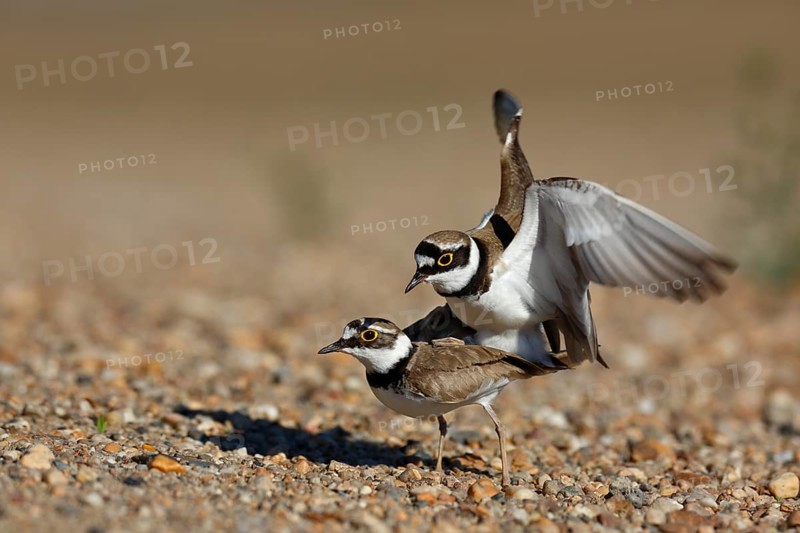 Little Ringed Plover (Charadrius dubius) pair mating, Saxony-Anhalt, Germany