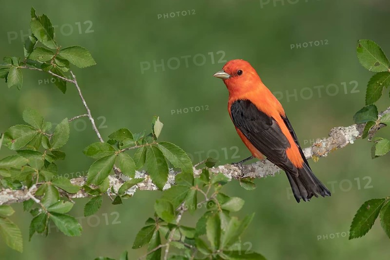 Scarlet Tanager (Piranga olivacea) male perched on a branch, Texas, USA
