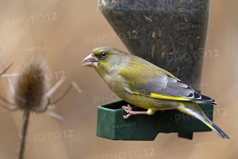European Greenfinch (Chloris chloris), Saxony-Anhalt, Germany