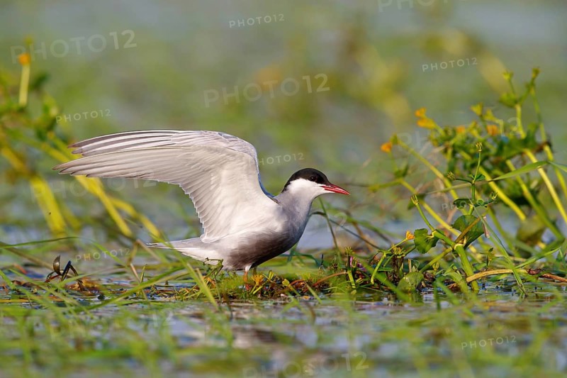 White-bearded Tern, White-bearded Tern, (Chlidonias hybridus), (Chlidonias hybrida), Marsh Tern family, biotope, habitat, foraging, standing in water, East Khawr / Khawr Ad Dahariz, Salalah, Dhofar, Oman