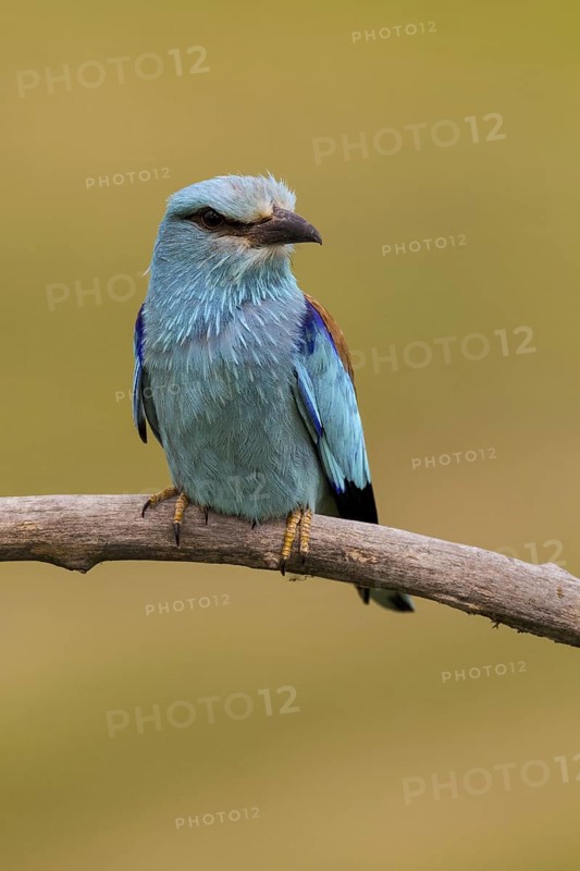 European Roller (Coracias garrulus) male, Hajdu-Bihar, Hungary