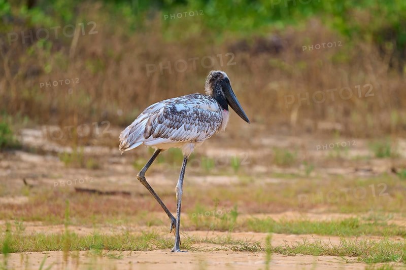 A long-legged bird walks over a grassy ground in a natural and green environment, juvenile, Jabiru (Jabiru mycteria), Pantanal, Mato Grosso, Brazil