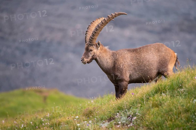 Alpine Ibex (Capra ibex) male in alpine landscape, High Tauern, Carinthia, Austria