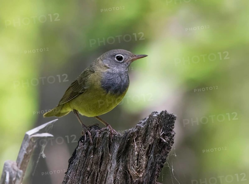 Connecticut Warbler, Oporornis agilis perched in the forest at Anglin Lake, Saskatchewan