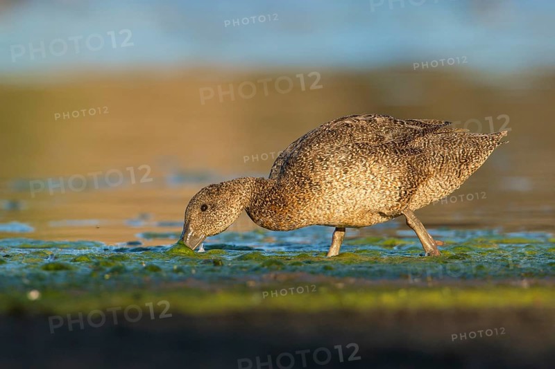 Freckled Duck (Stictonetta naevosa) female foraging, Victoria, Australia