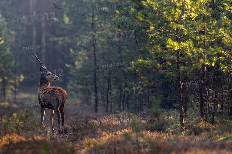 I have regularly observed this look and posture in red deer (Cervus elaphus) when wolves (Canis lupus) wander through the forest nearby, breath, cold, March, Germany