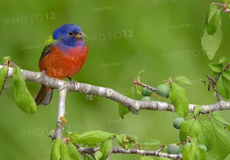 Painted Bunting (Passerina ciris) male perched on a branch, Texas, USA