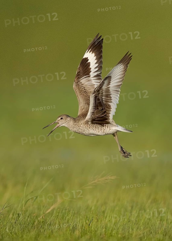 Willet (Tringa semipalmata) calling in flight, Texas, USA